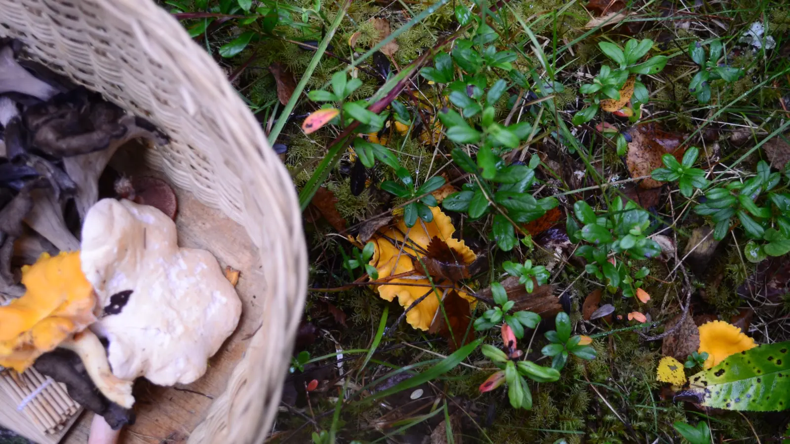 Sienikori ja keltavahveroita metsämaastossa