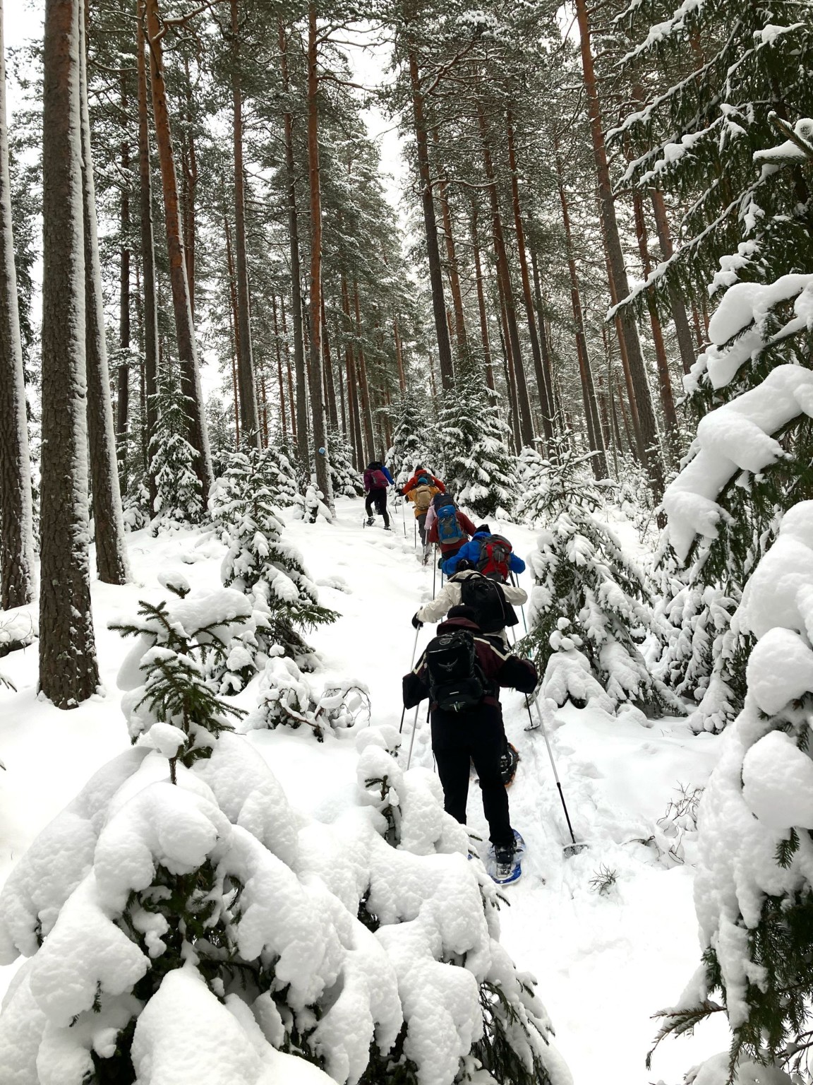 Vaeltajia etenemässä jalan lumisessa metsässä